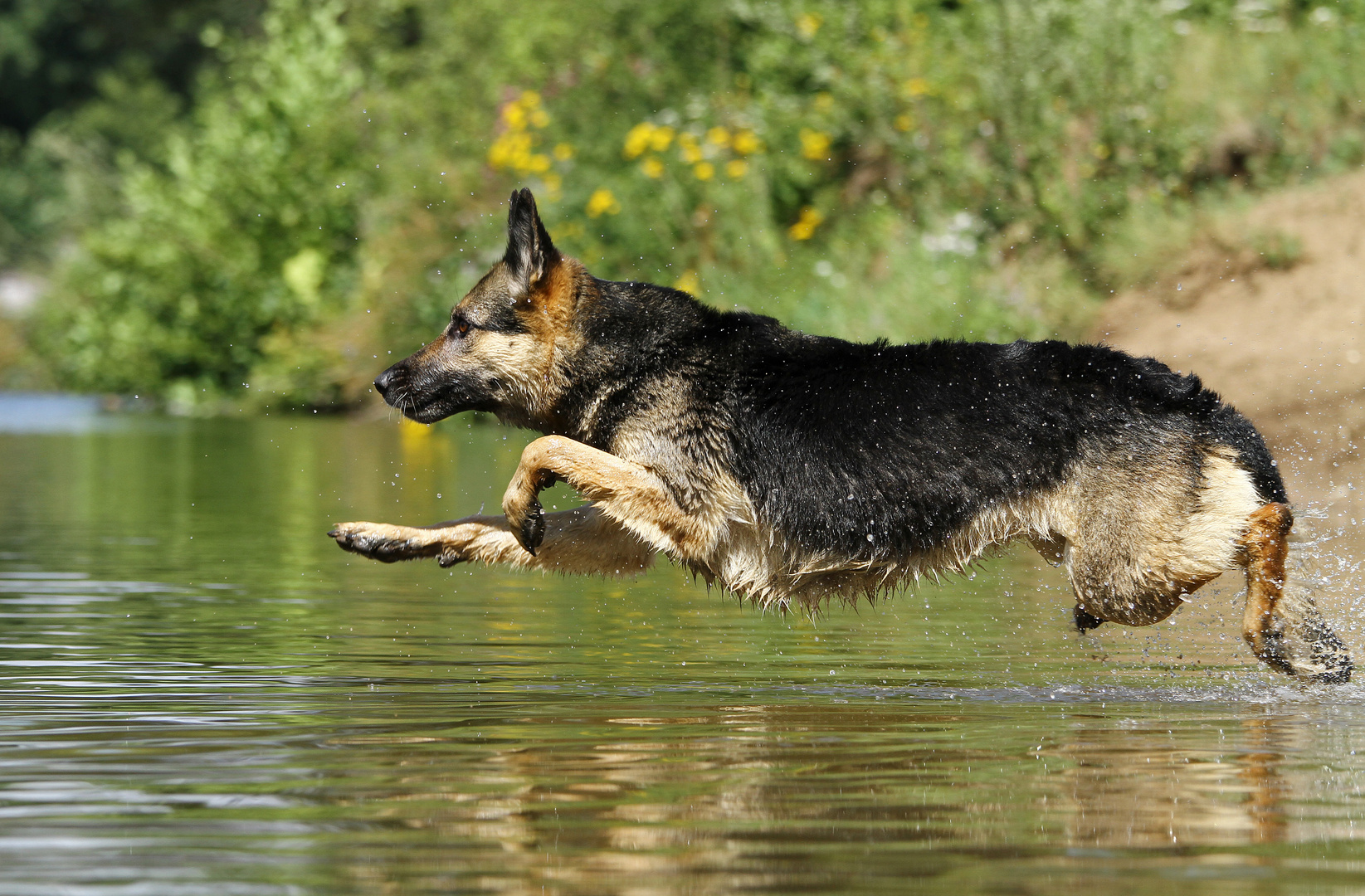 * Wasserläufer *