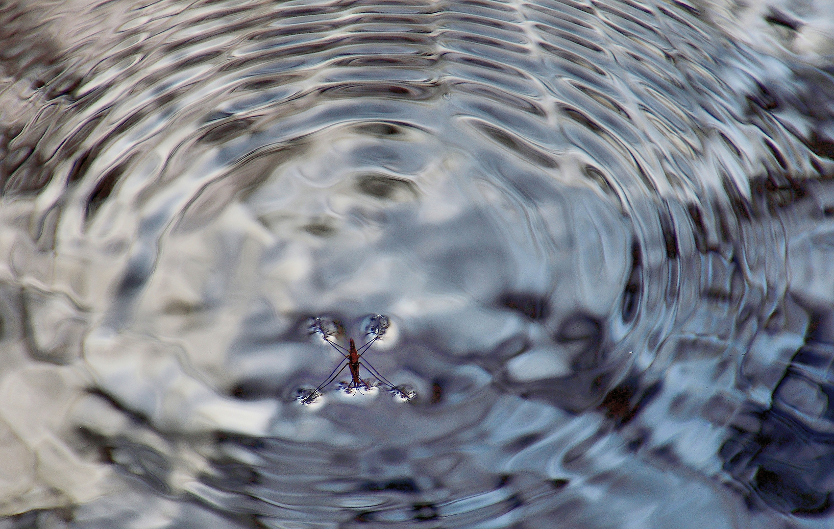 Wasserläufer