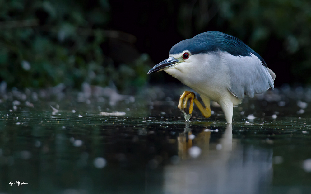 Wasserläufer