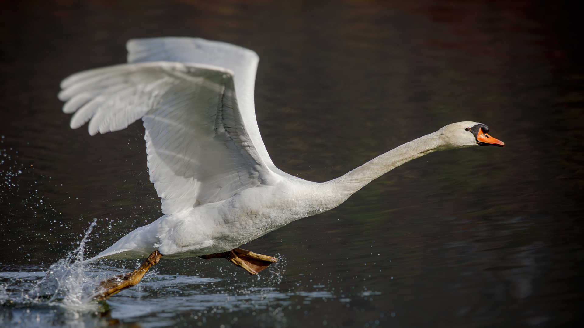 Wasserläufer