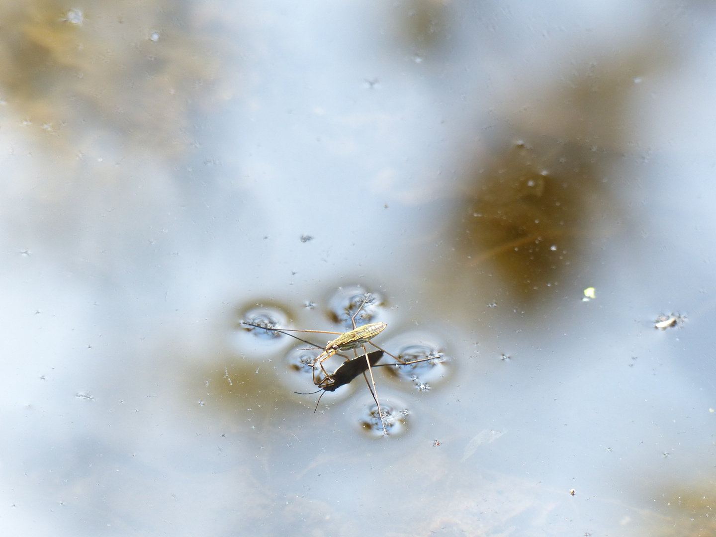 Wasserläufer