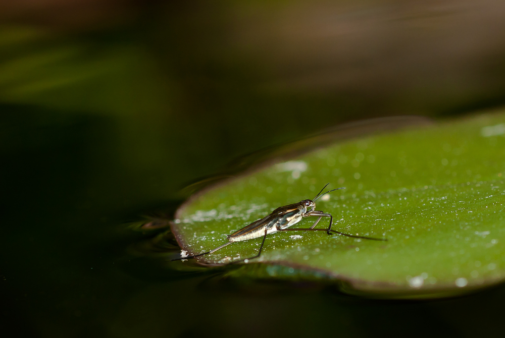 Wasserläufer