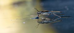 Wasserläufer