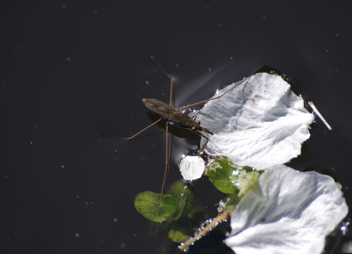 Wasserläufer