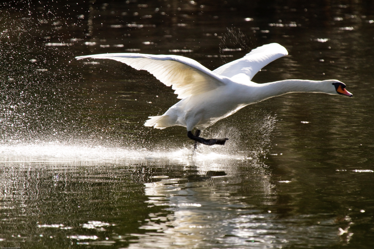 Wasserläufer