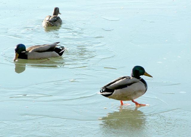 Wasserläufer