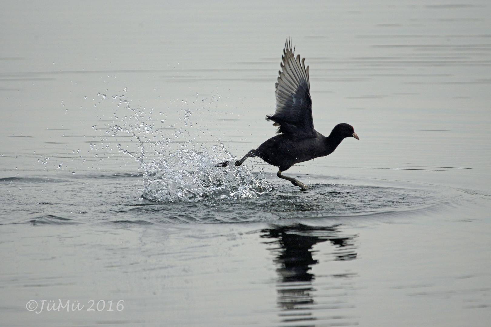 Wasserläufer