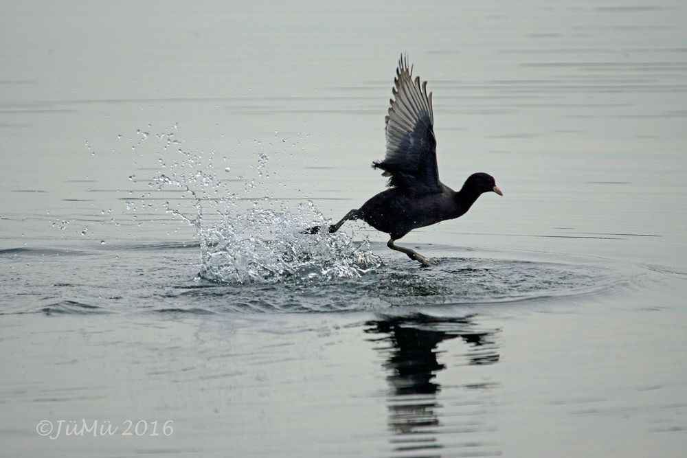 Wasserläufer