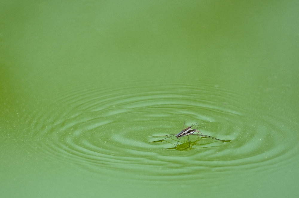 Wasserläufer