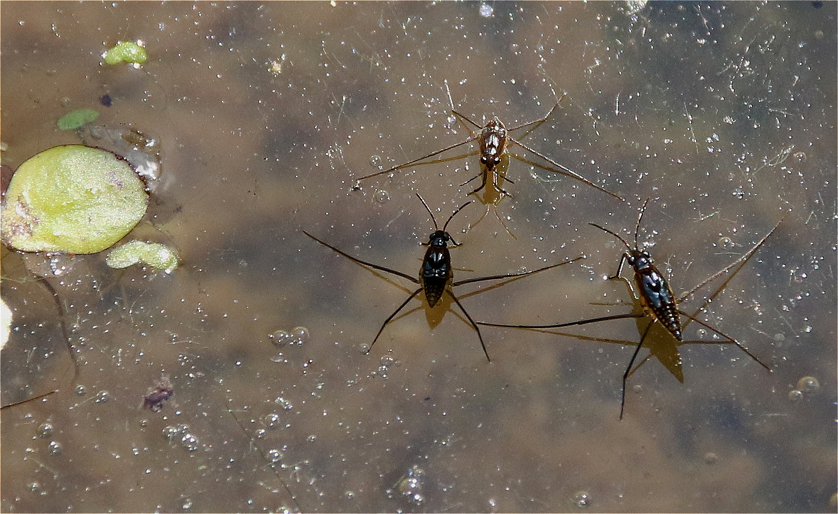 Wasserläufer