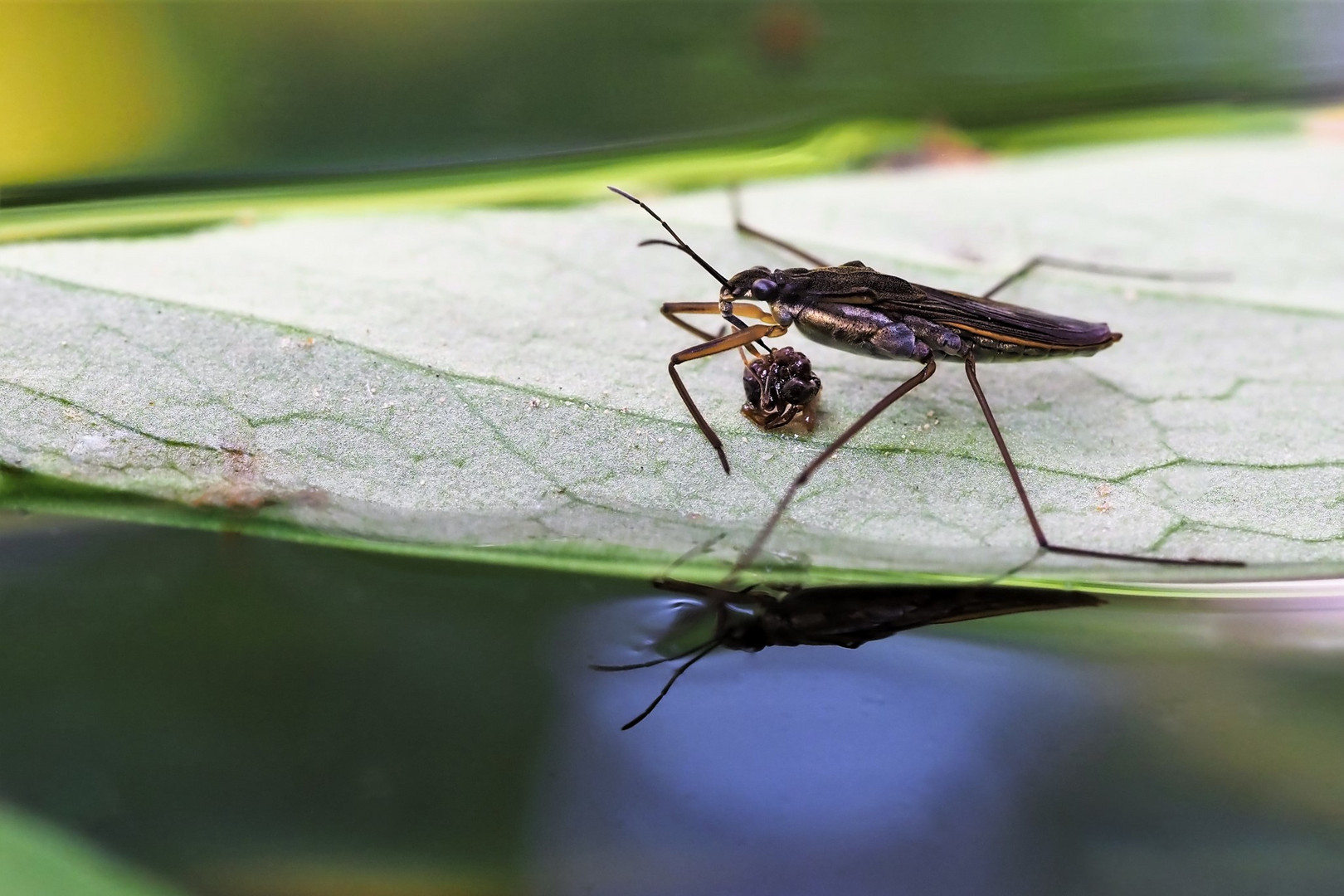 Wasserläufer auf Blatt