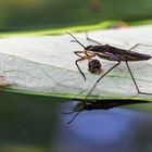 Wasserläufer auf Blatt