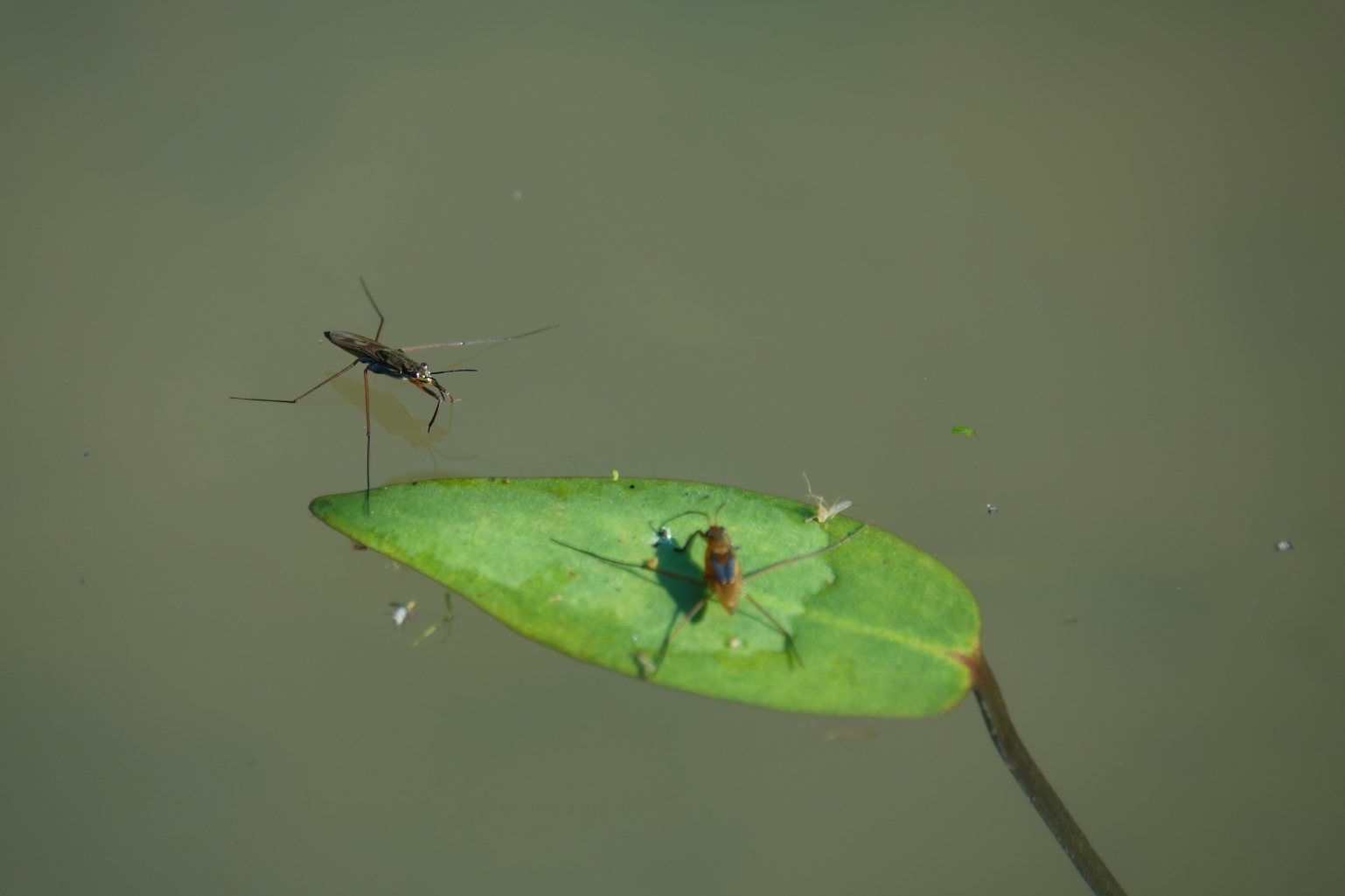 Wasserläufer auf dem Weg zum Frühstück