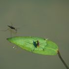 Wasserläufer auf dem Weg zum Frühstück