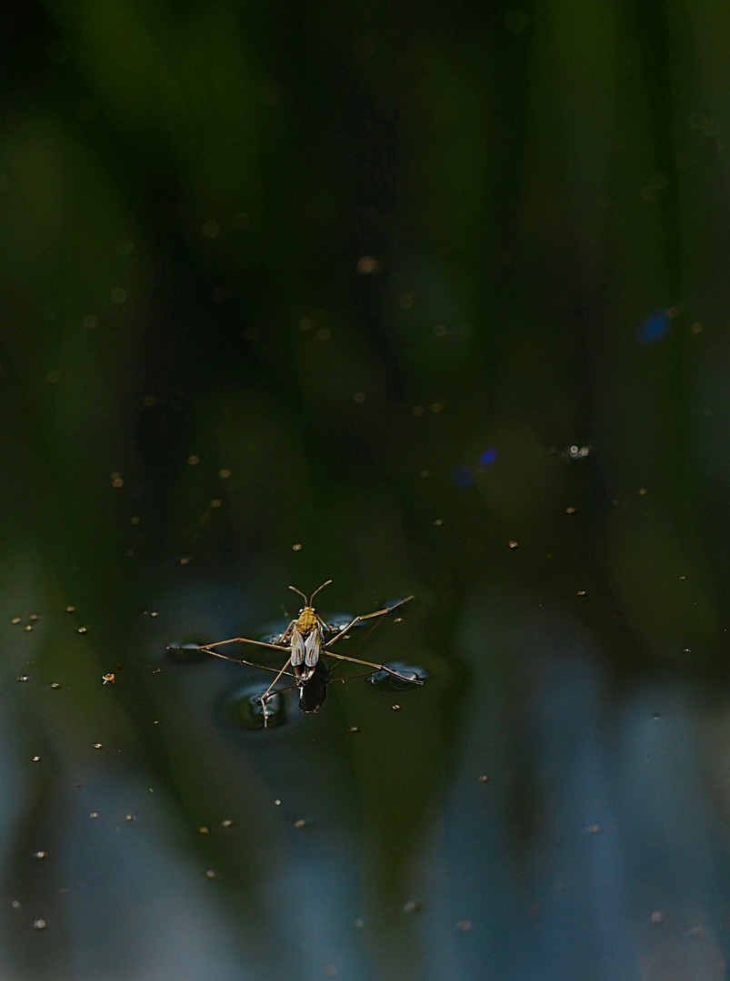 Wasserläufer auf der Flucht...