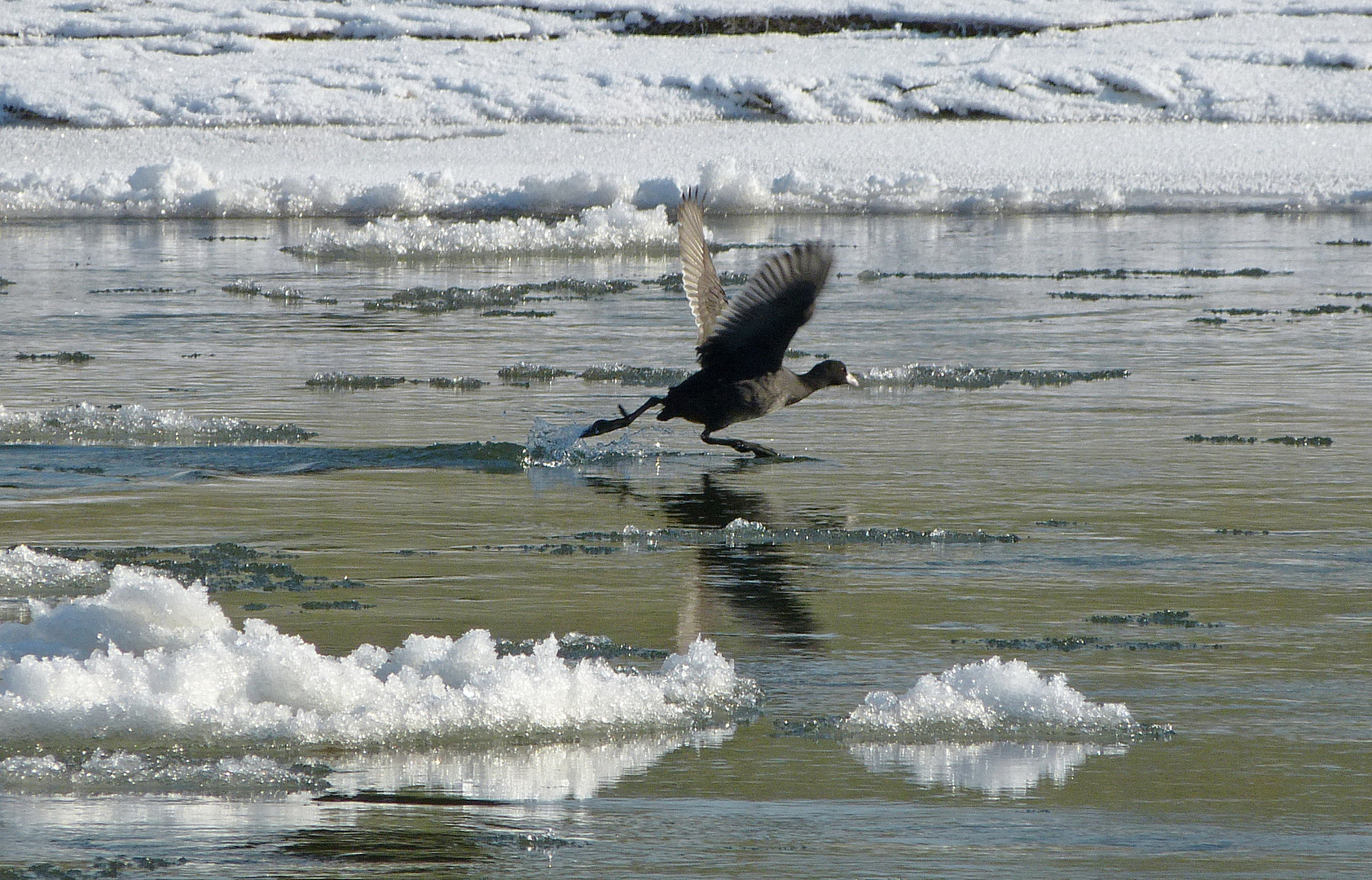 Wasserläufer auf der Weser