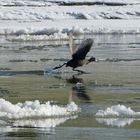 Wasserläufer auf der Weser