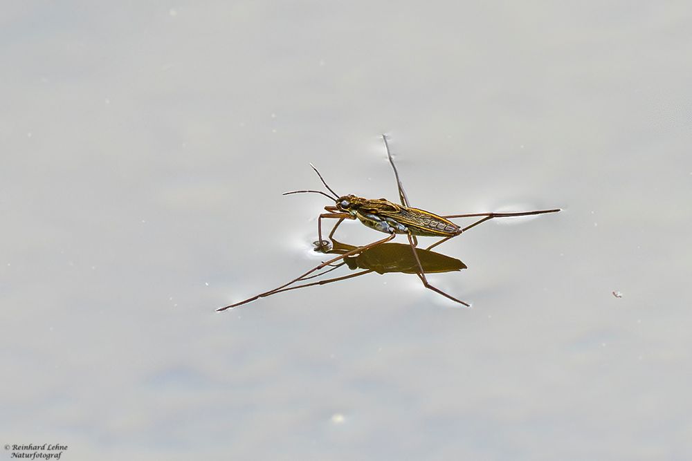  Wasserläufer auf einem Teich im Berggarten