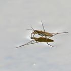  Wasserläufer auf einem Teich im Berggarten