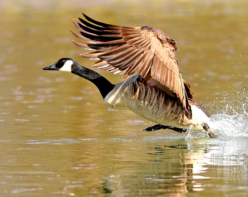 Wasserläufer