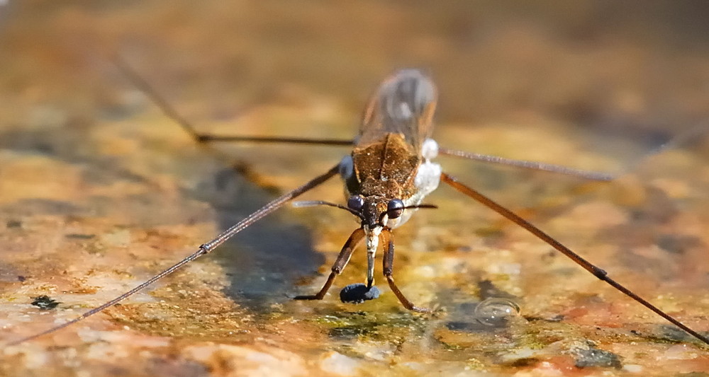 Wasserläufer bei der Nahrungsaufnahme