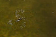 Wasserläufer bei der Paarung