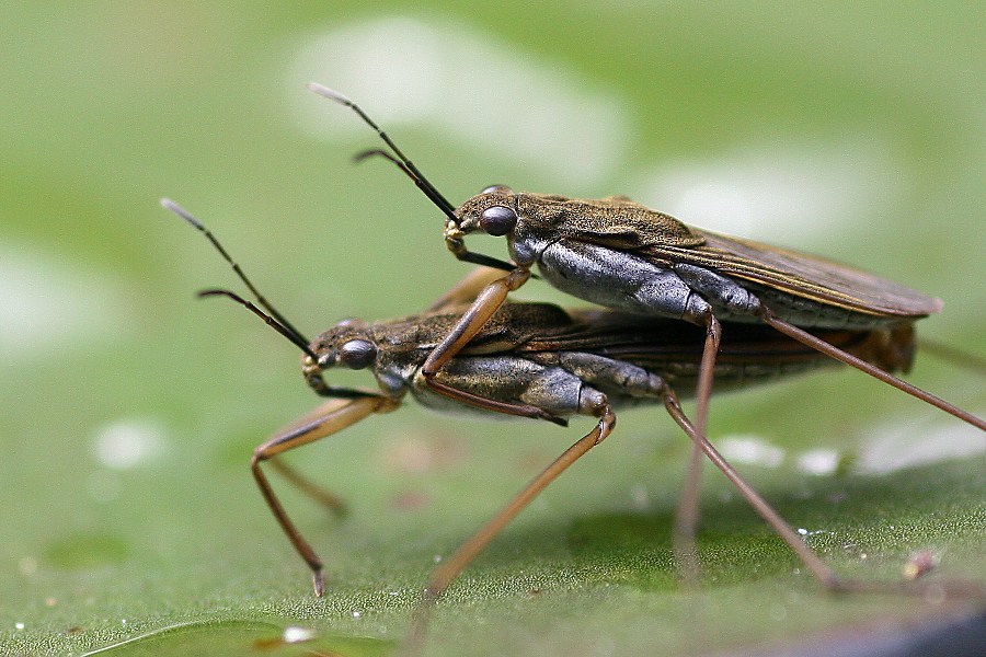 Wasserläufer bei der Paarung