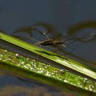 Wasserläufer bei der Paarung