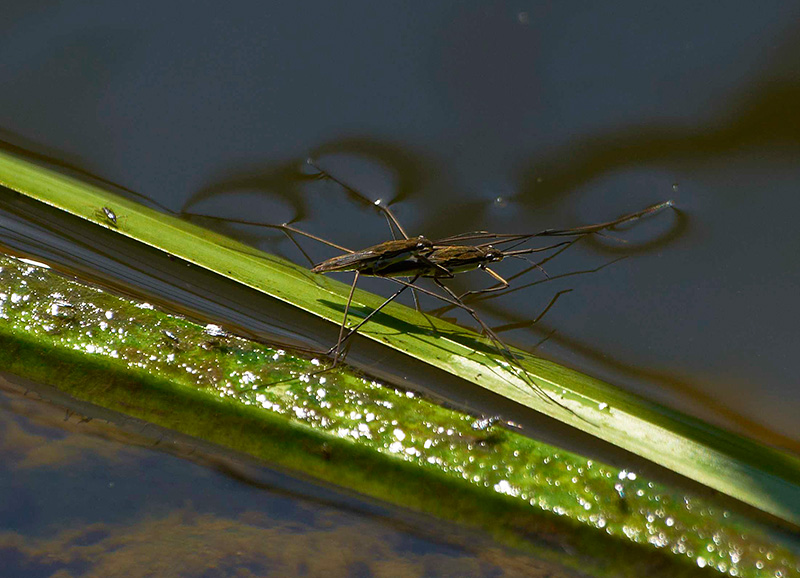 Wasserläufer bei der Paarung