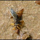 Wasserläufer beim Essen