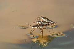 Wasserläufer beim flotten Dreier