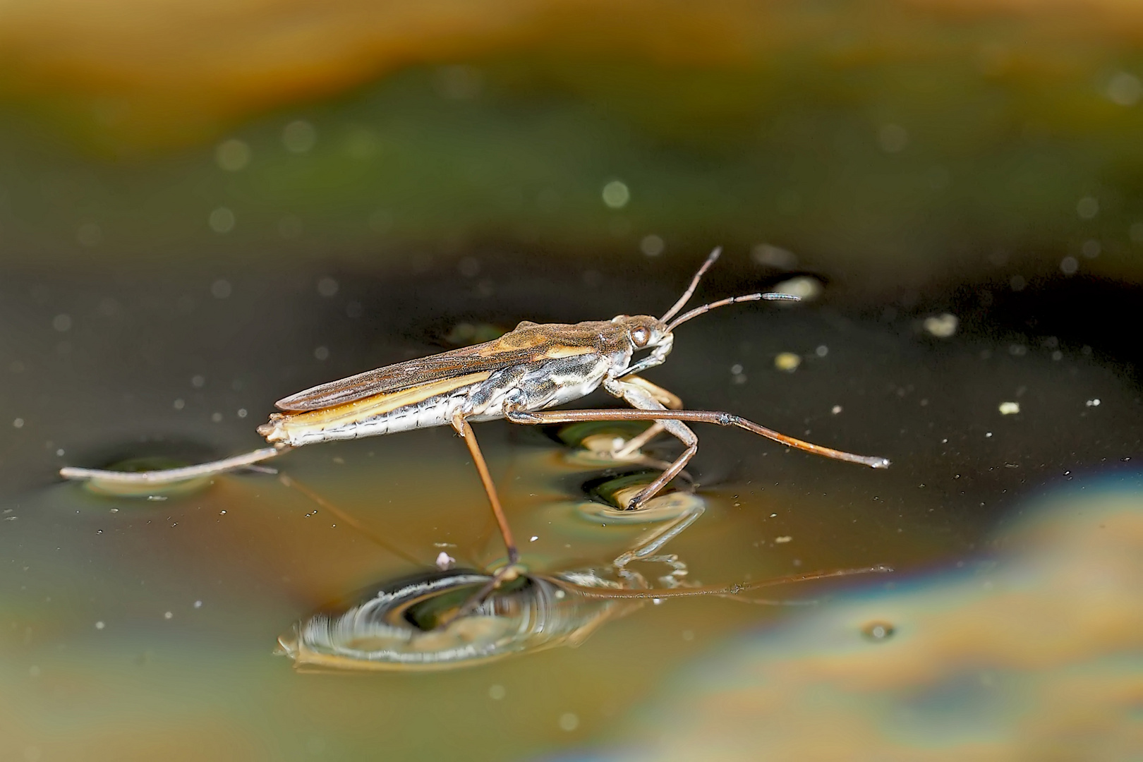 Wasserläufer bewegen sich blitzschnell auf der Wasseroberfläche...