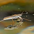 Wasserläufer bewegen sich blitzschnell auf der Wasseroberfläche...