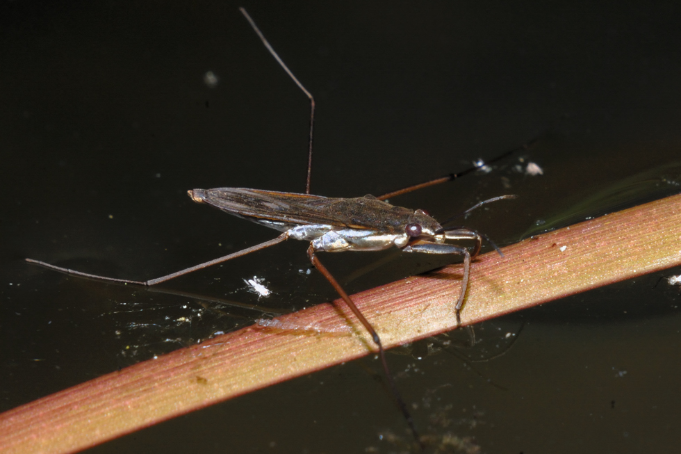 Wasserläufer