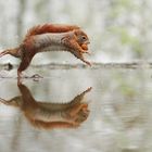 Wasserläufer