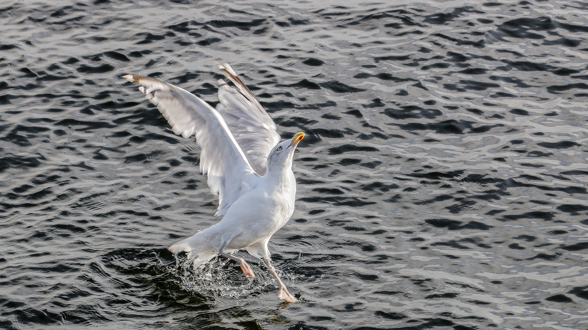 Wasserläufer