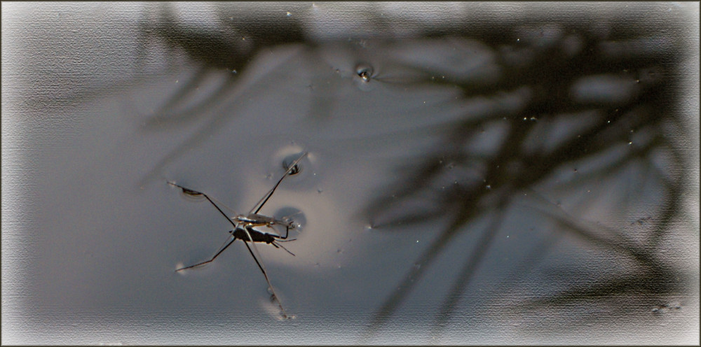 Wasserläufer