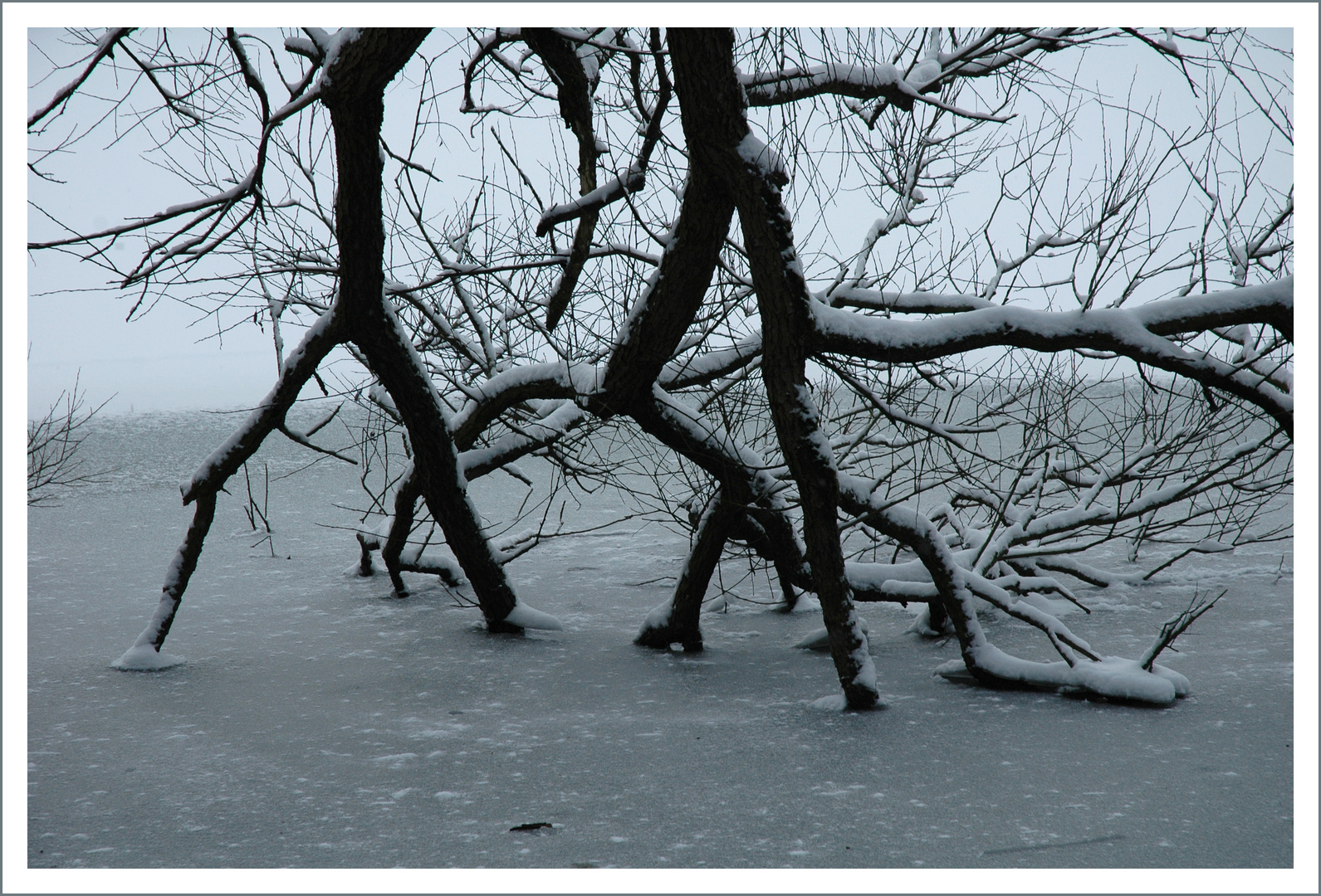 Wasserläufer