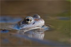 Wasserläufer...