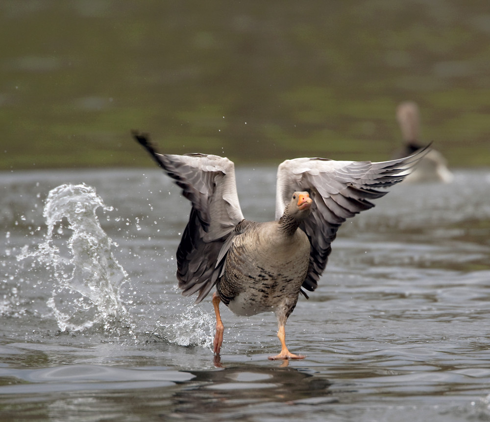 Wasserläufer