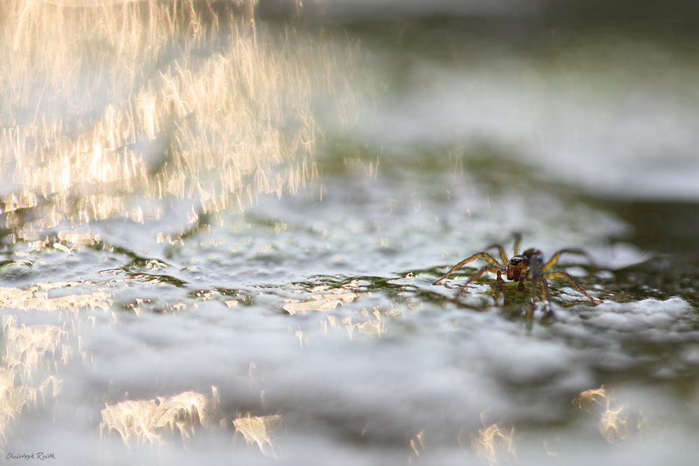 Wasserläufer der anderen ART