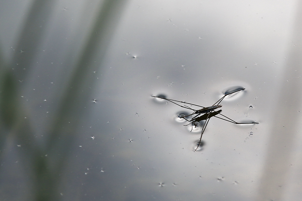 Wasserläufer, die Zweite