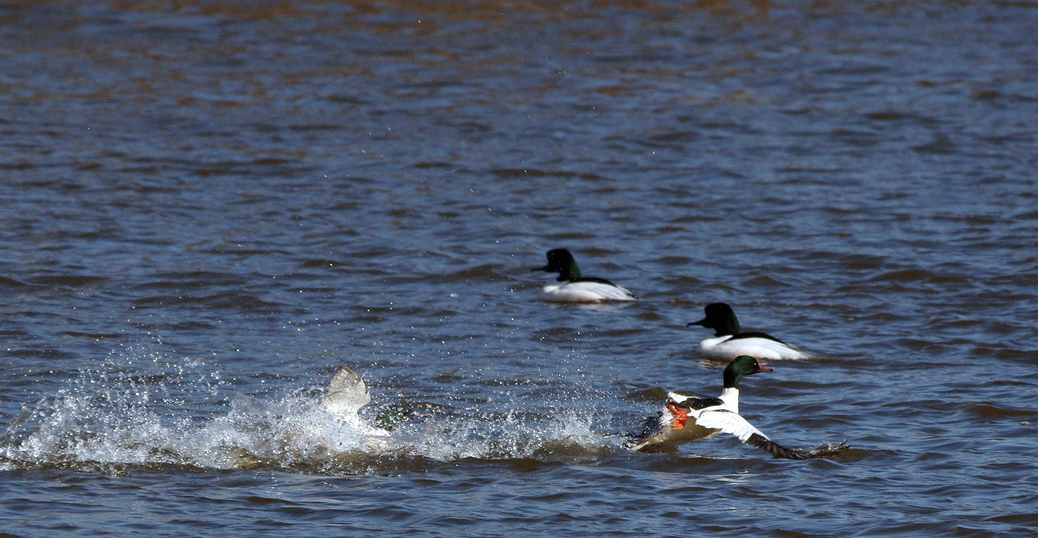 Wasserläufer