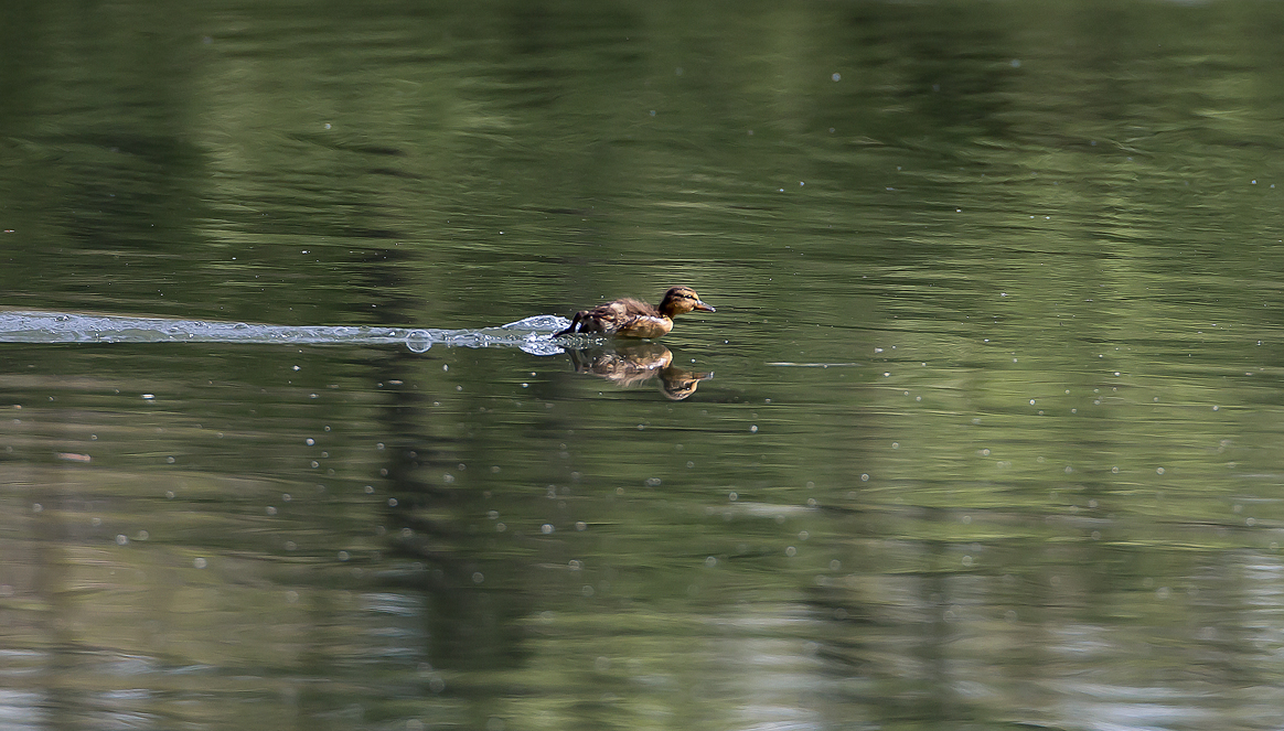 Wasserläufer