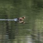 Wasserläufer