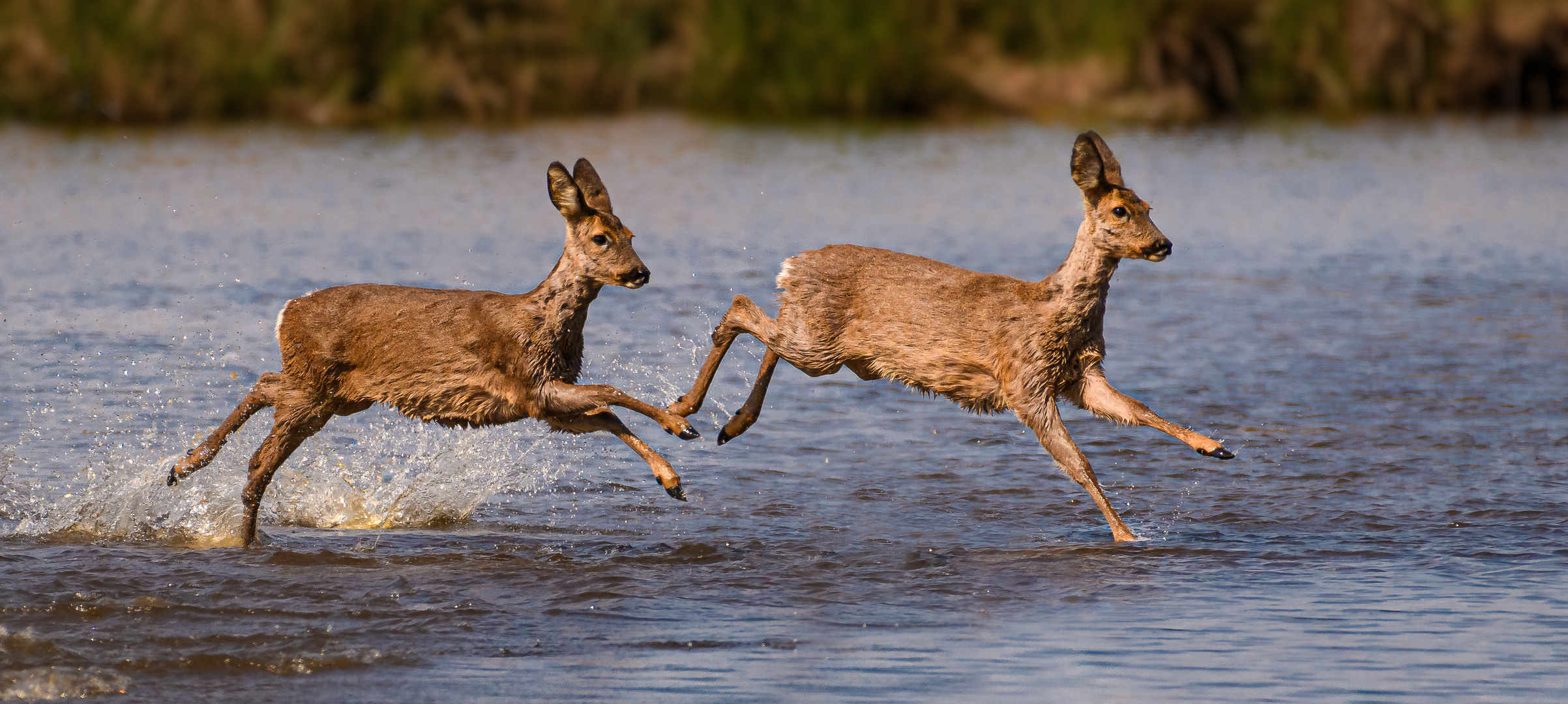 Wasserläufer