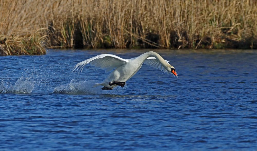 Wasserläufer