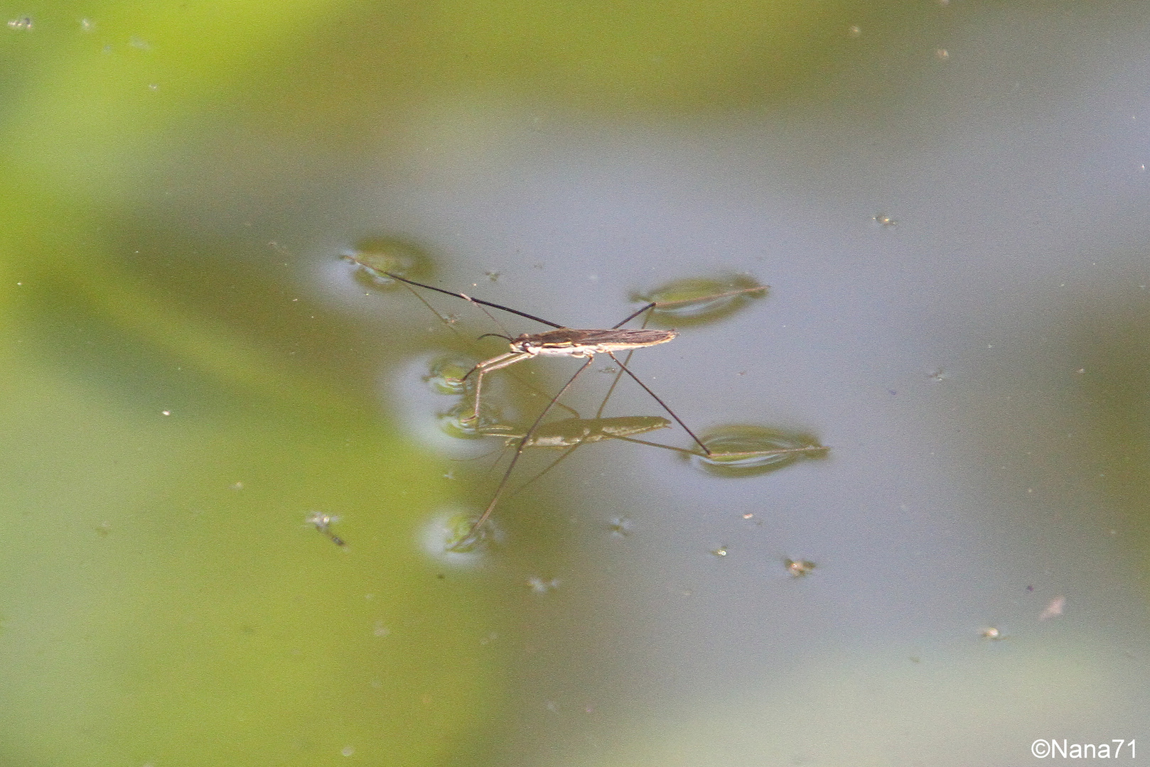 Wasserläufer