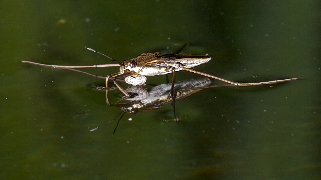 Wasserläufer