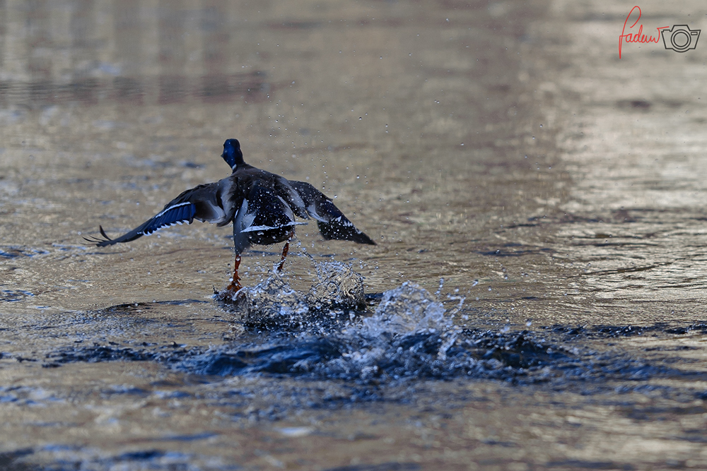 Wasserläufer